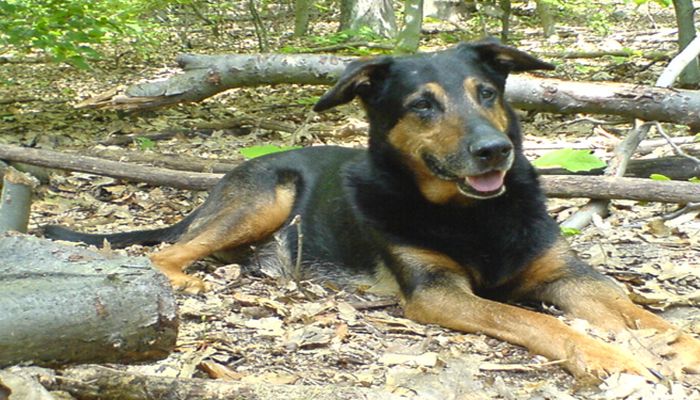 Hundeservice in Berlin